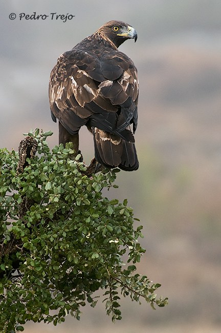 Águila real (Aguila chrysaetos)